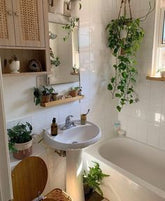 bathroom plant, A Lush Green Escape